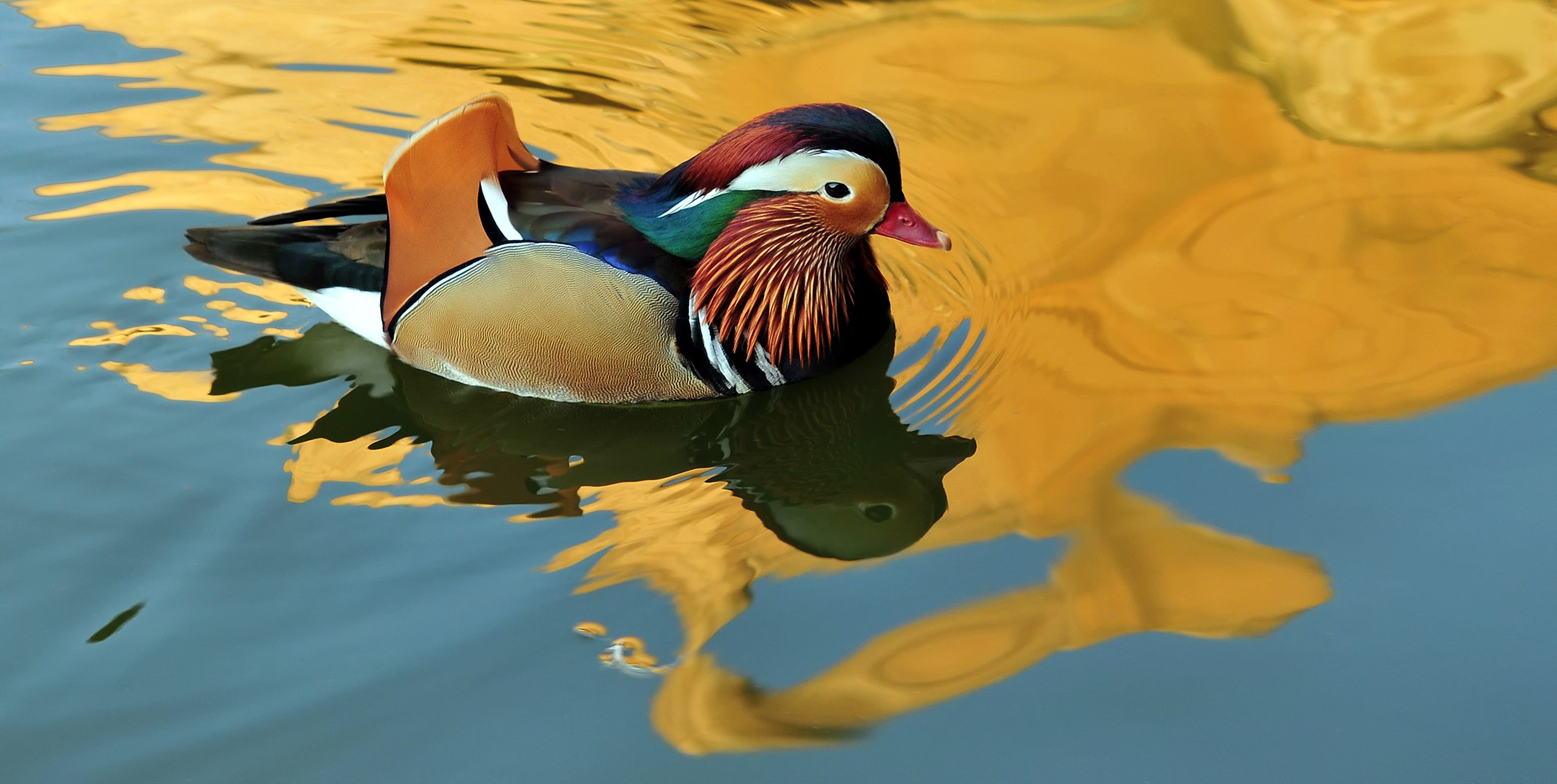 A male Mandarin Duck (Aix galericulata) at sunset in Hanover Zoo. A male Mandarin Duck (Aix galericulata) at sunset in Hanover Zoo.